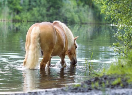 Pferdefotografie, Pferde Outdoor, Tierfotografie, Seeshooting Pferd